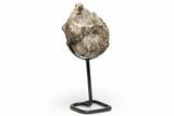Cretaceous Ammonite (Mammites) Fossil with Metal Stand - Morocco #217416-1